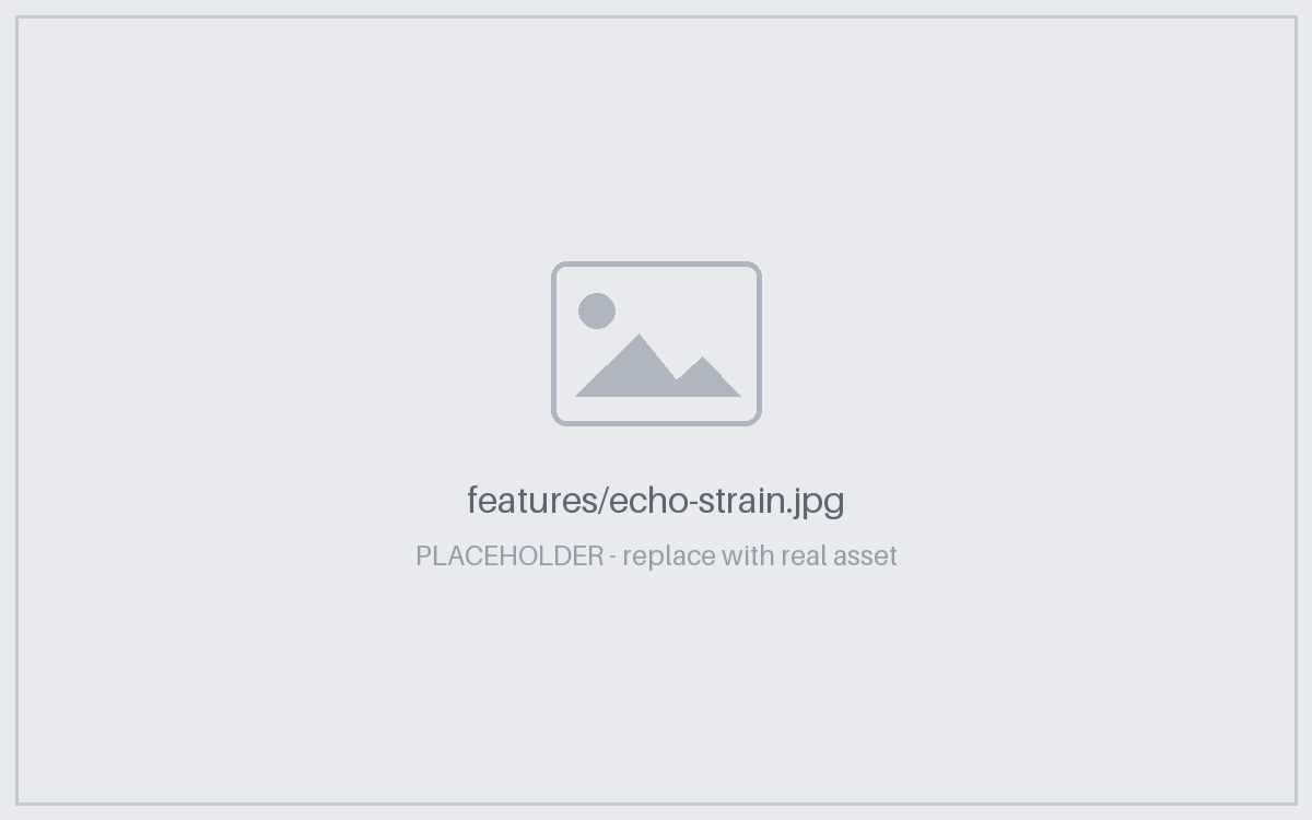 Echo Strain Analysis